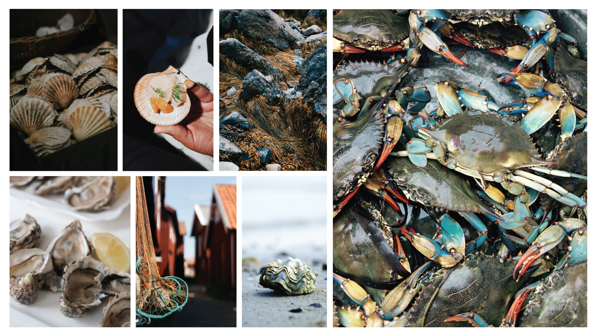 fg_havsmak_sr_04_jl-03